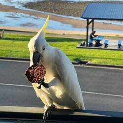 Lecker Lecker! Soll man nicht füttern, ist Aike aber egal :p