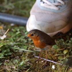 Seid Bilbao haben wir immer wieder ein Rotkelchen bei unserem Zelt.