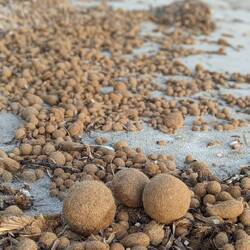 Sea balls covered the beach here
