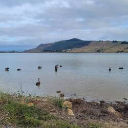 Trauerschwäne, sie haben einen auffälligen roten Schnabel