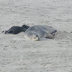 Seelöwin direkt am Allans Beach