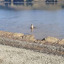 Robbe Nähe Allans Beach