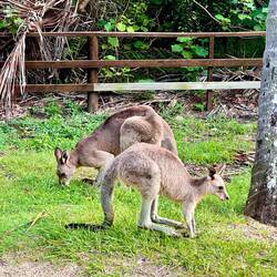 Local wallabies