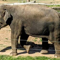 Asian Elephant