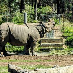 Greater One Horned Rhino