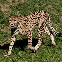 Cheetah