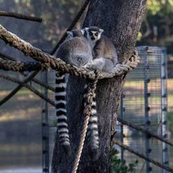 Ring-tailed Lemur