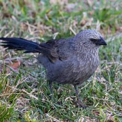 Apostle Bird