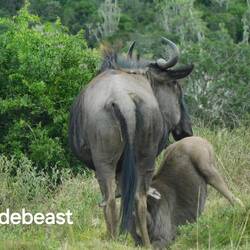 Baby wildebeast nursing