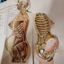 3D anatomy book!!!