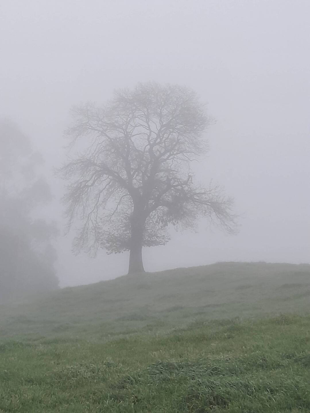 Mystischer Nebelwalk