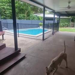 freudige Begrüssung von Chilli & Rusty, den beiden Australien Cattle X