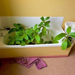 Shanes Zimmerpflanzen 🤔