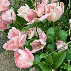 Tulips 🌷