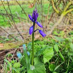 Hyacinth or bluebell 🤔