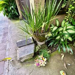 das sind Opfergaben, vor jedem Hauseingang ... jeden Tag frisch