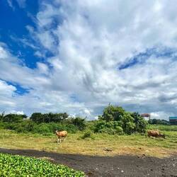schöne wohlgenährte Rinder