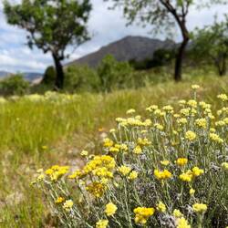Die Sierra Nevada ist aktuell sehr wasserreich, wovon die Mittelmeer-Strohblume,..