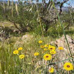 ..die Tanger-Reichardie..