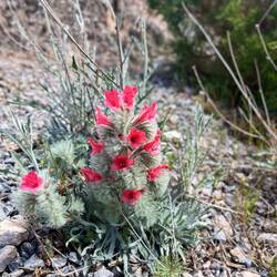 ..und den Pyrenäen-Natternkopf freut.