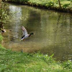 Spot au bord d'un ruisseau près de Troyes