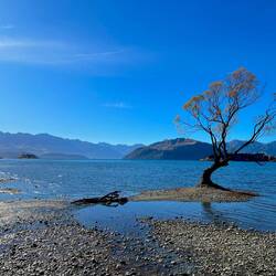 Wānaka Tree 🌳