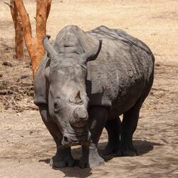 White Rhino-Horned Removed for Protection