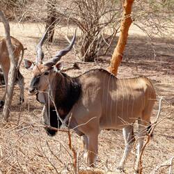 Giant Eland