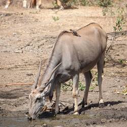Common Eland