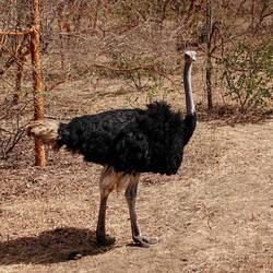 Male Ostrich