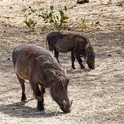 Wart Hogs