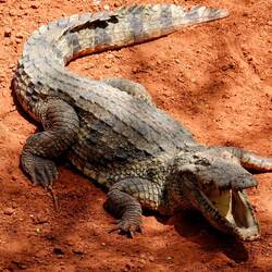 Crocodile