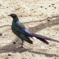 Cape Glossy Starling