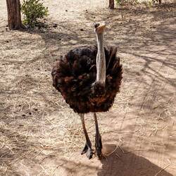 Young Male Ostrich-Very Curious