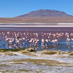 Dreierlei Flamingos 🦩