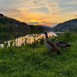 Eins von vielen Paaren 🪿🪿 am Wegesrand