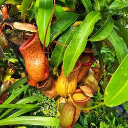Pitcher Plant