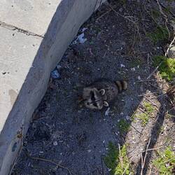 Racoon