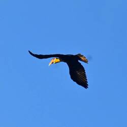 Hornbill