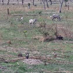 Rinderherden überall