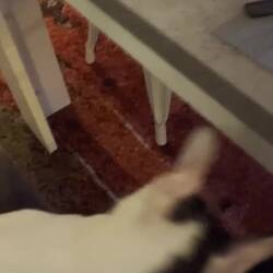 Linguini, the Cornish Rex