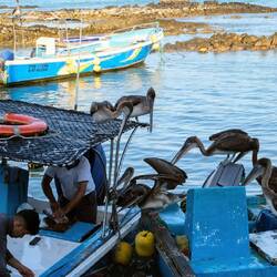 Muelle Pescadores / Pelican Bay