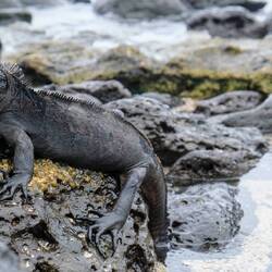 Iguana Marina