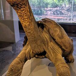 Lonesome George