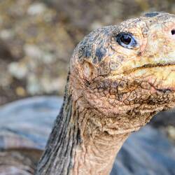 Charles Darwin Research Station
