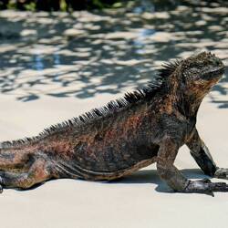 Iguana Marina