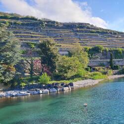 Wine terraces above the lake