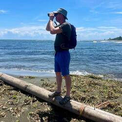 Looking for Collared Plovers