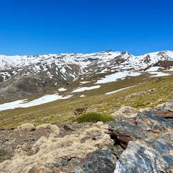 Am Rückweg treffe ich auf weitere Steinböcke und..