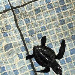 Sie sammeln die Nester von den Tourismusstränden und ziehen die Jungtiere ca einen Monat auf